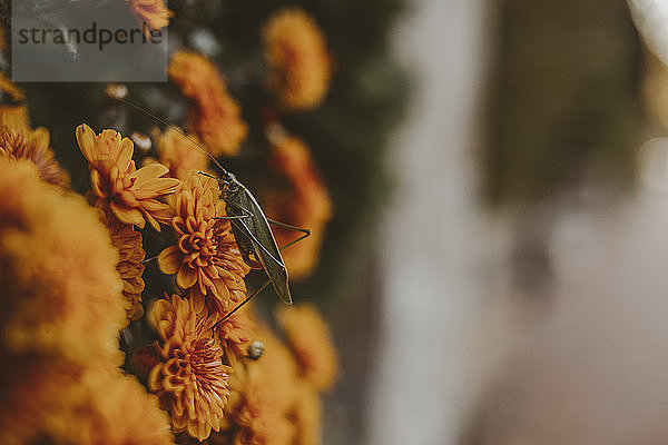 Nahaufnahme einer Heuschrecke auf orangefarbenen Blumen