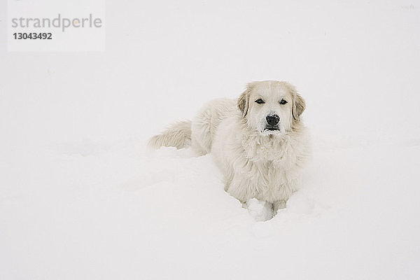 Porträt eines Golden Retrievers  der sich auf einem schneebedeckten Feld entspannt