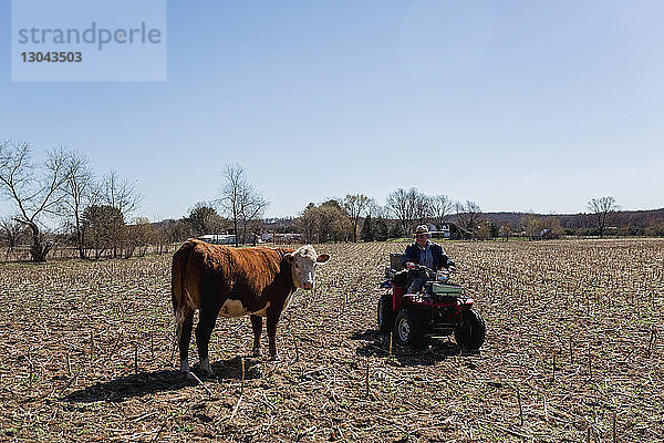 Landwirt auf dem Quad mit einer Kuh auf dem Feld vor klarem blauen Himmel