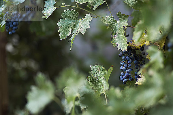 Nahaufnahme von frischen Weintrauben  die im Weinberg wachsen