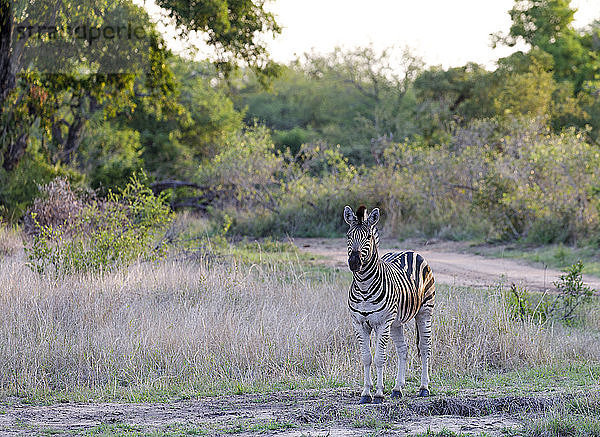 Porträt eines Zebras auf einem Grasfeld im Sabie-Park