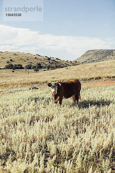 Porträt einer Kuh  die an einem sonnigen Tag auf einem Grasfeld gegen den Himmel grast