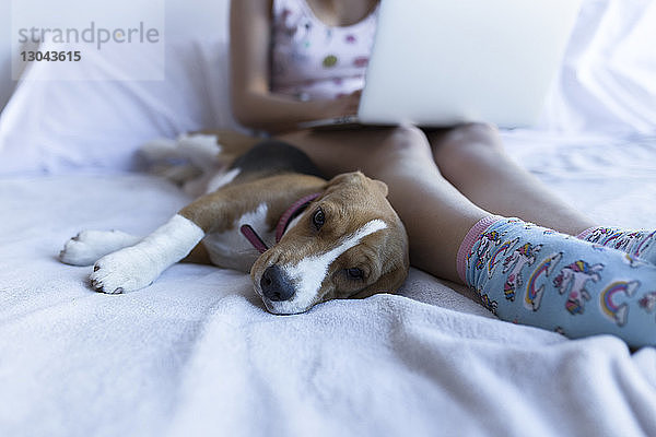 Niedere Sektion einer Frau  die zu Hause einen Laptop mit Beagle auf dem Bett benutzt