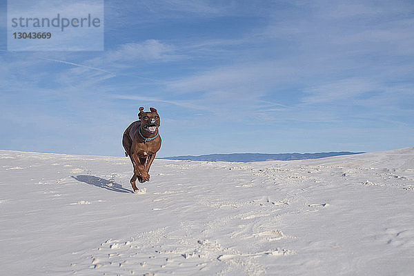 Hund springt an einem sonnigen Tag auf weißen Sanddünen gegen blauen Himmel