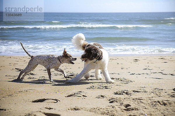 Hunde  die am Strand gegen Meer und Himmel kämpfen