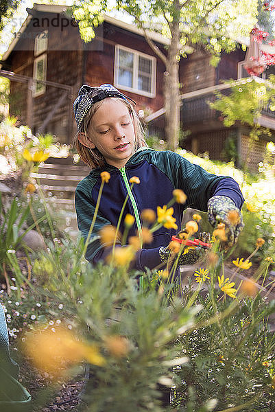 Junge Schnittpflanze mit Schere im Garten