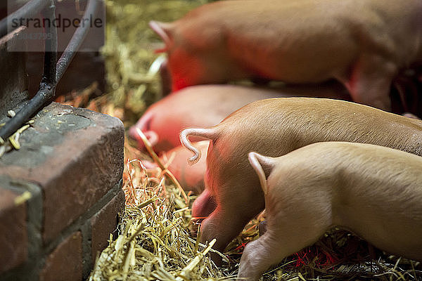 Niedriger Abschnitt der Ferkel im Stall