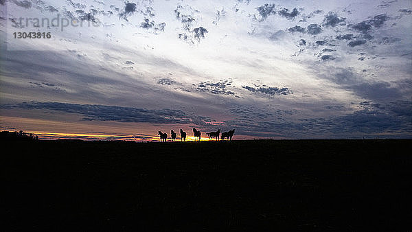 Silhouettenpferde stehen auf dem Feld vor bewölktem Himmel