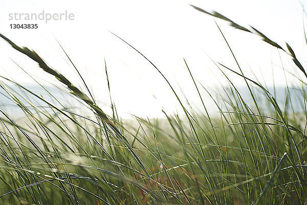 Gras wiegt sich am Strand gegen den klaren Himmel