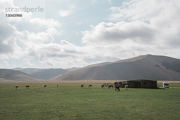 Mitteldistanzansicht von Pferden auf dem Feld durch Berge gegen bewölkten Himmel