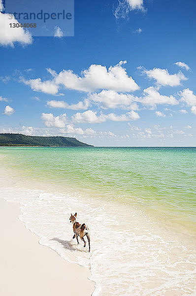 Hund rennt am Strand gegen blauen Himmel an einem sonnigen Tag