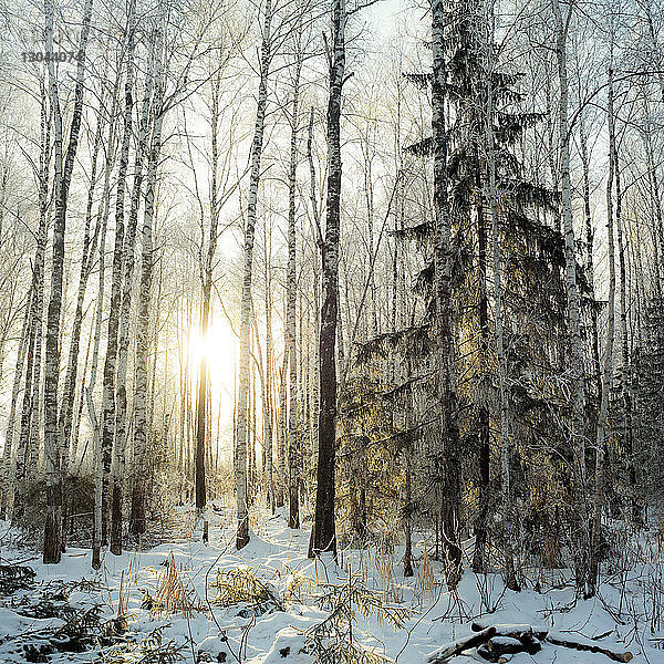 Bäume auf Schneefeld im Wald im Winter bei Sonnenuntergang
