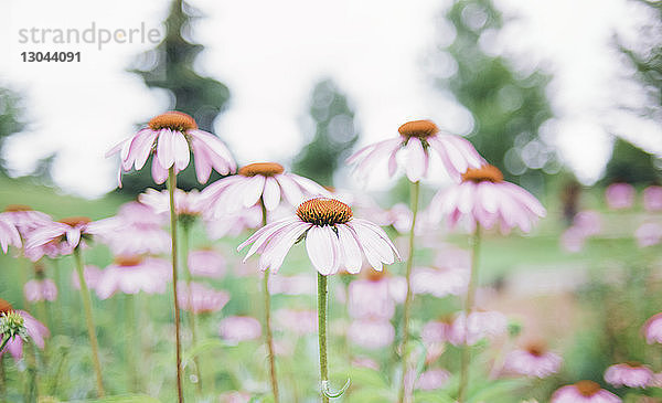 Nahaufnahme der östlichen Purpur-Sonnenhut-Blüte im Park