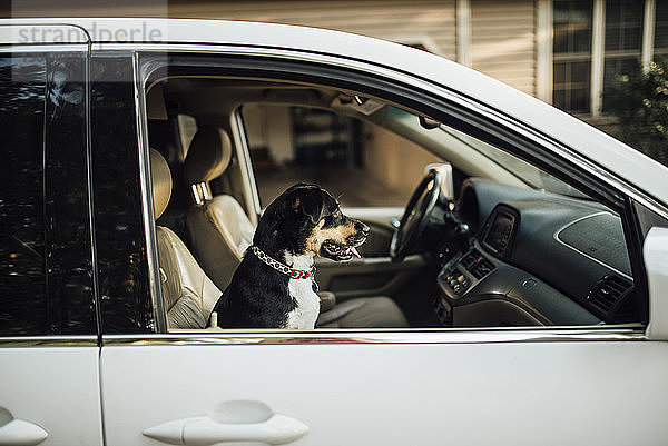 Seitenansicht des Hundes im Auto