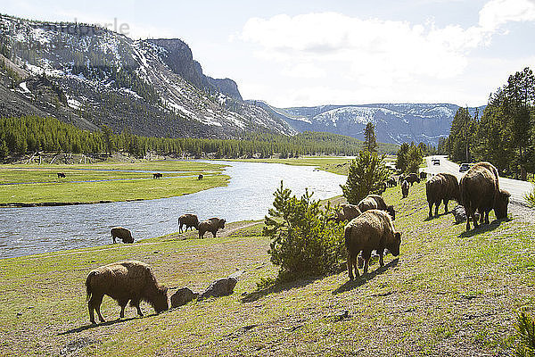 Amerikanische Bisons gehen auf dem Feld am Fluss gegen den Himmel