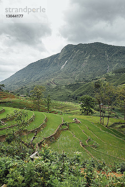 Hochwinkelansicht der Reisterrasse gegen die Berge