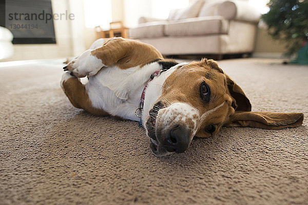 Porträt eines zu Hause auf dem Teppich liegenden Hundes