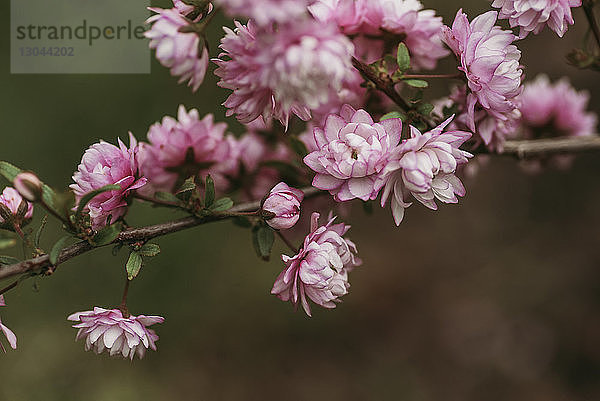 Nahaufnahme der am Pflanzenstamm blühenden rosa Blüten