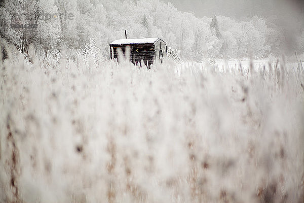 Blockhaus im Wald mit Pflanzen im Vordergrund im Winter