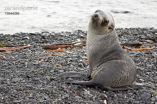 Robbenjunge auf der Insel South Georgia gegen das Meer