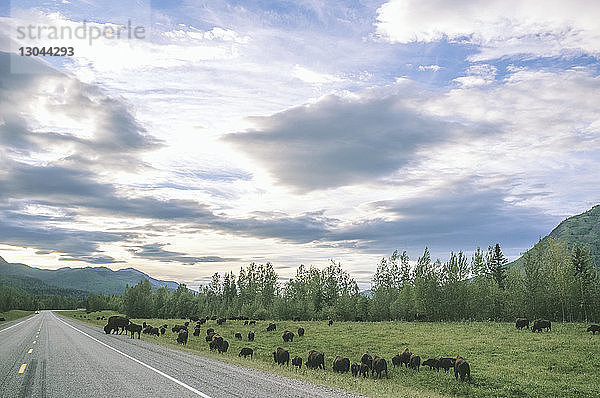 Hochwinkelaufnahme von Bisons  die auf einem Grasfeld an einer Landstraße vor bewölktem Himmel grasen