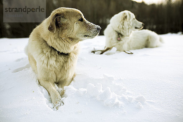 Hunde entspannen sich auf schneebedecktem Feld
