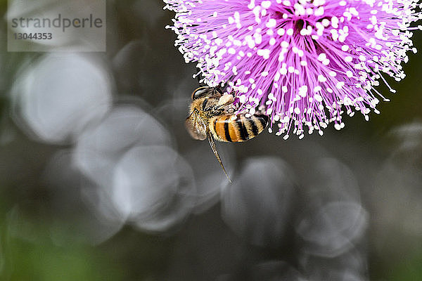 Nahaufnahme einer Honigbiene  die eine Blüte bestäubt