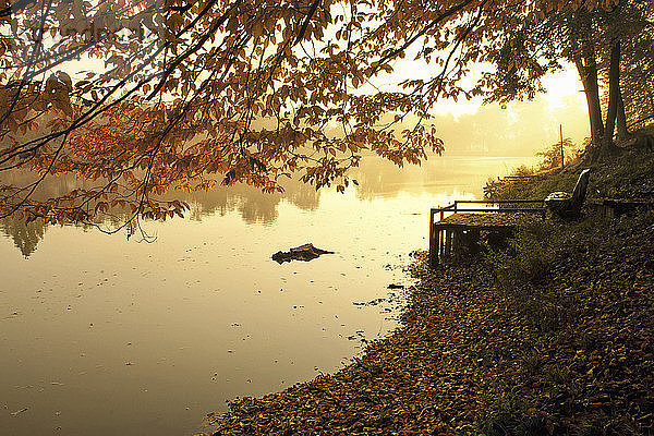 Ruhiger Blick auf den See bei Bäumen im Park im Herbst