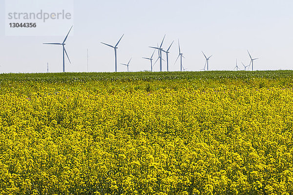 Gelb blühende Pflanzen wachsen auf dem Feld gegen Windmühlen