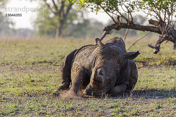 Nashorn liegt auf Grasfeld im Sabie-Park