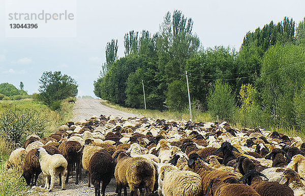 Schafe gehen auf der Straße gegen den Himmel