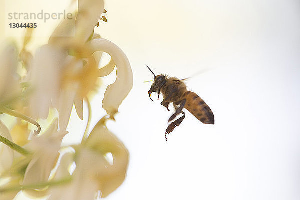 Nahaufnahme einer Honigbiene  die an Blumen gegen den klaren Himmel fliegt