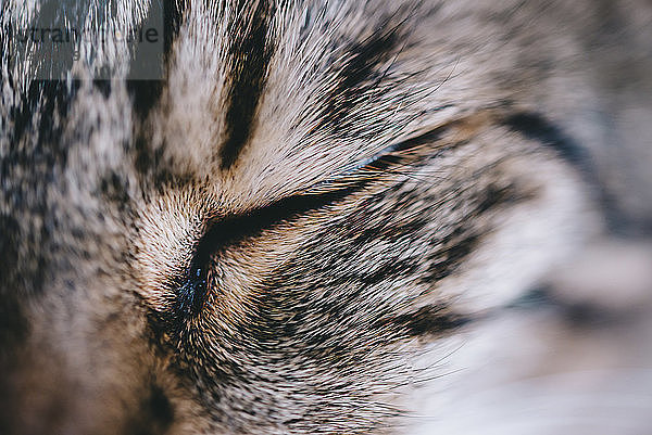 Extreme Nahaufnahme einer schlafenden Tabby-Katze