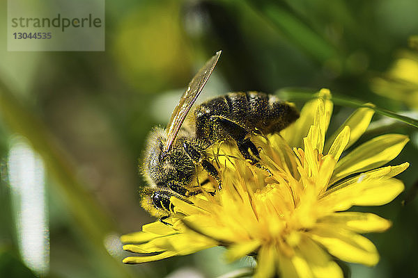 Nahaufnahme einer Honigbiene  die eine gelbe Blüte bestäubt