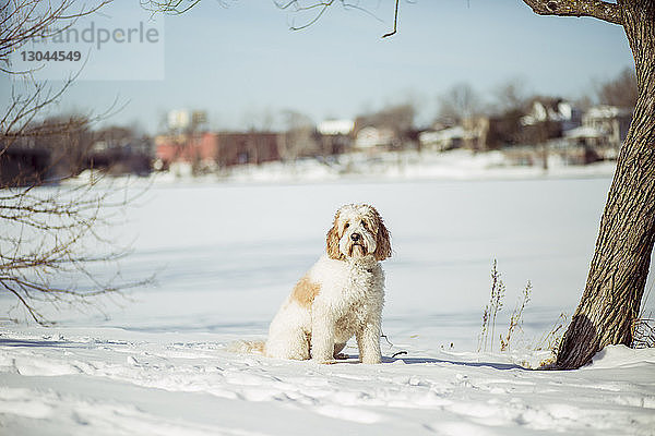 Porträt eines Hundes  der sich auf einem verschneiten Feld ausruht