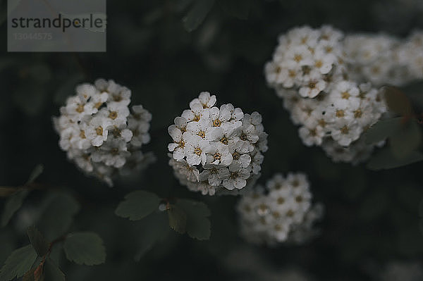 Hochwinkelansicht von weißen Blumen im Garten