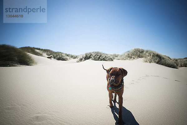 Hund geht auf Sand gegen klaren blauen Himmel