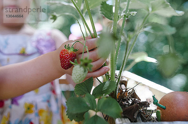 Mädchen berührt Erdbeerpflanze in der Mitte