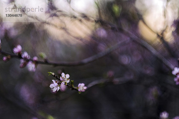 Nahaufnahme der an Zweigen blühenden Blüten