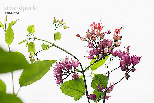 Nahaufnahme von blühender Bougainvillea auf Pflanzenstengeln vor weißem Hintergrund