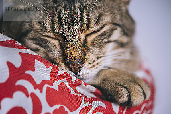 Nahaufnahme einer zu Hause schlafenden Tabby-Katze