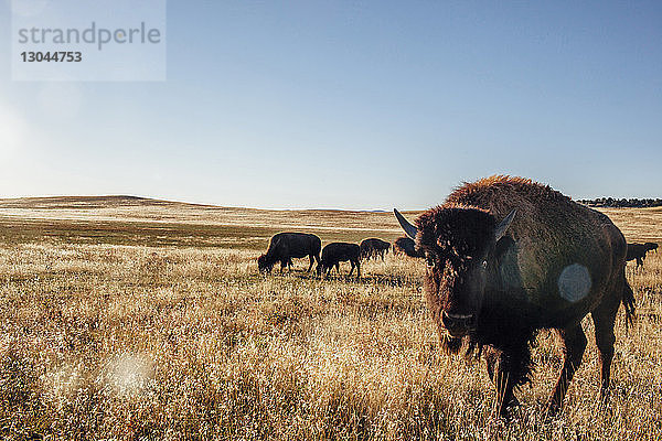 Amerikanische Bisons grasen auf dem Feld gegen den klaren Himmel