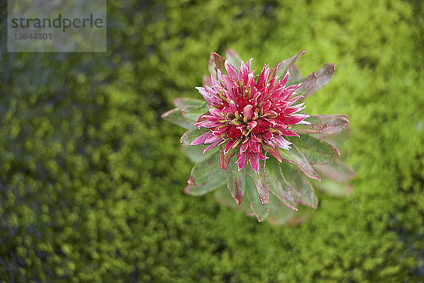 Draufsicht auf eine auf dem Feld blühende Blume