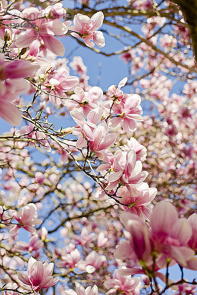 Nahaufnahme einer auf Zweigen blühenden rosa Magnolie