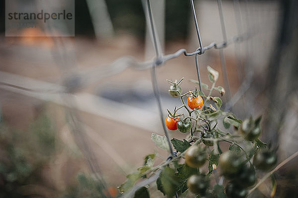 Hochwinkelansicht von an der Pflanze wachsenden Kirschtomaten