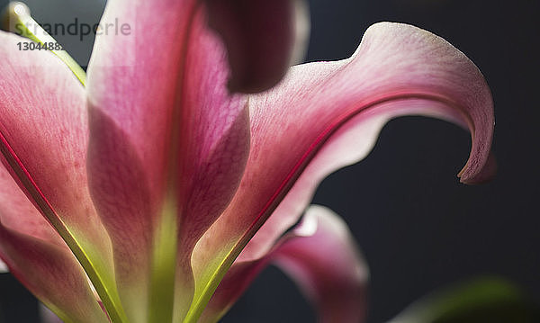 Nahaufnahme einer rosafarbenen Blume  die vor grauem Hintergrund blüht