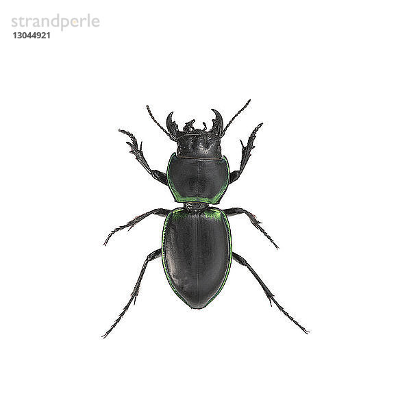 Nahaufnahme eines schwarzen Käfers auf weißem Hintergrund