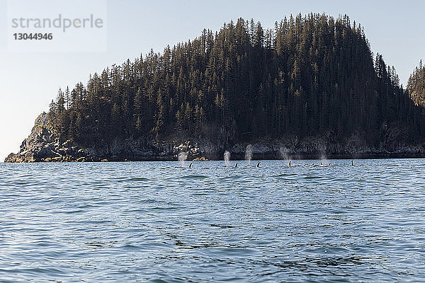 Szenenansicht von Walen  die im Kenai-Fjord-Nationalpark gegen eine Insel im Meer ausatmen