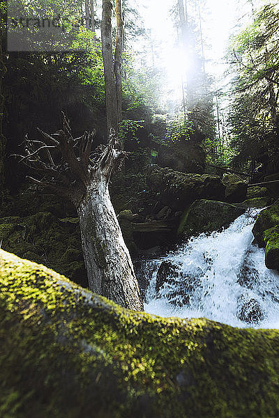 Idyllischer Blick auf Wasserfall im Wald