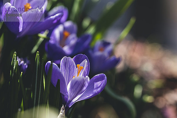 Nahaufnahme von violetten Blumen  die im Garten wachsen